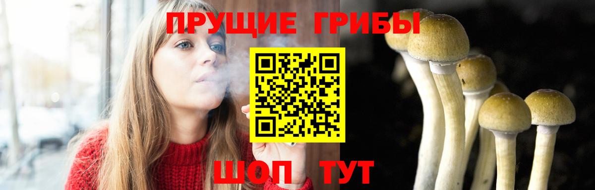 Псилоцибиновые грибы Psilocybe Сердобск